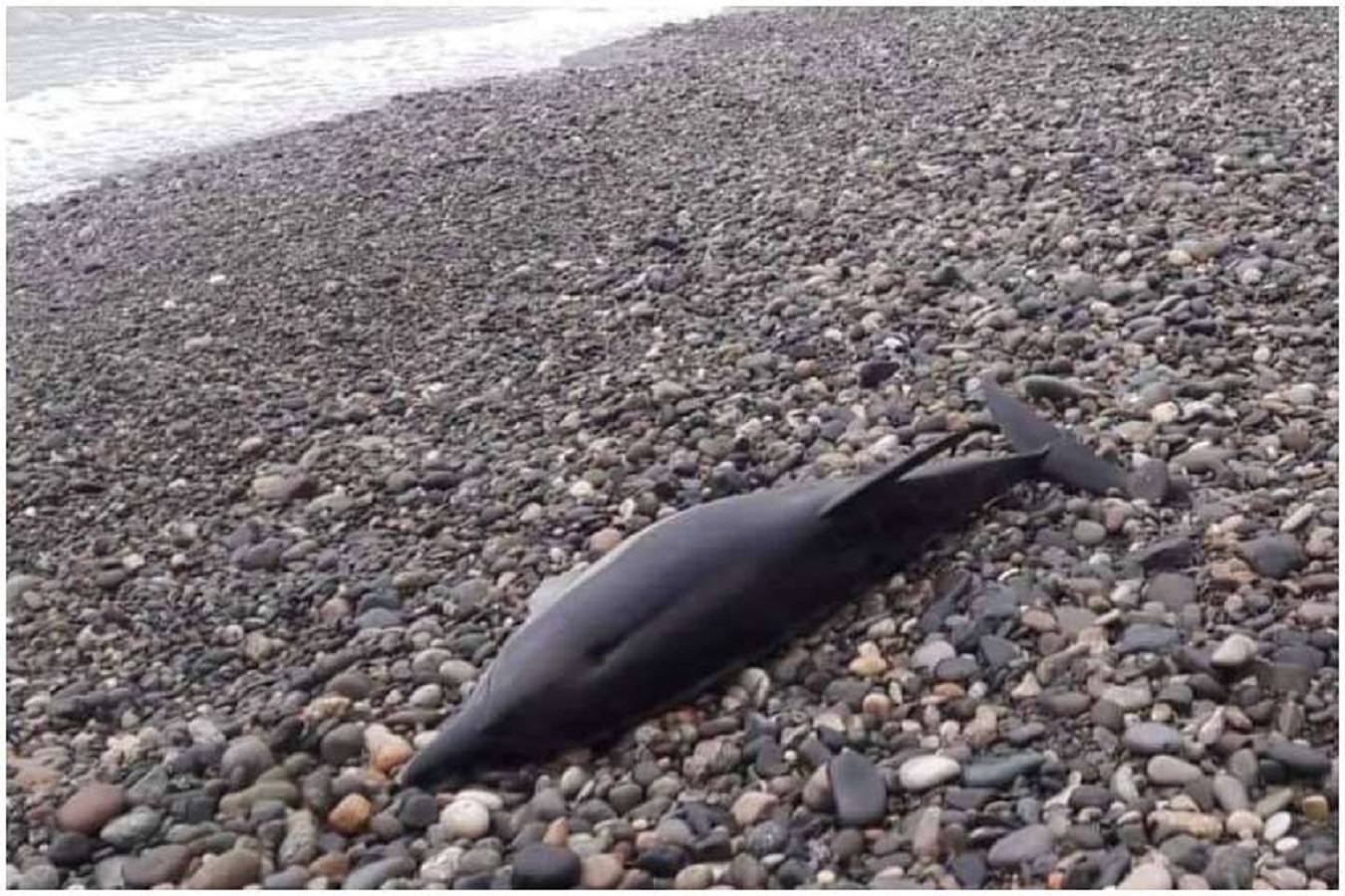 в черном море есть дельфины